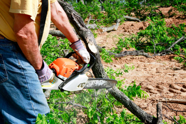 Best Tree Trimming and Pruning  in Somerset, WI